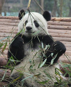 大熊猫，最萌不过天然呆