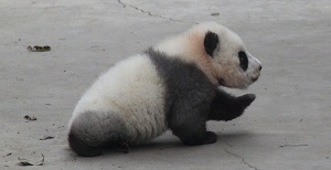 幼年大熊猫，邯郸学步