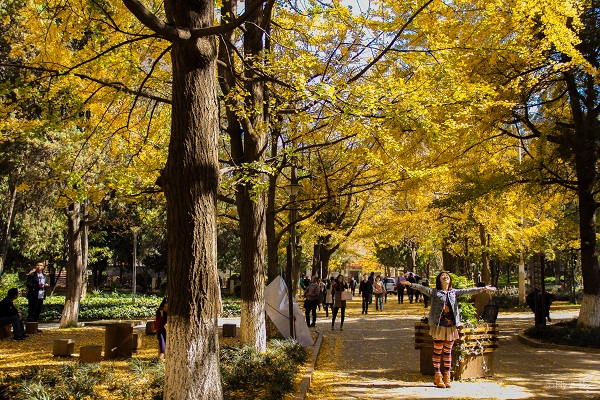 云南大学的银杏道，享受秋天的拥抱