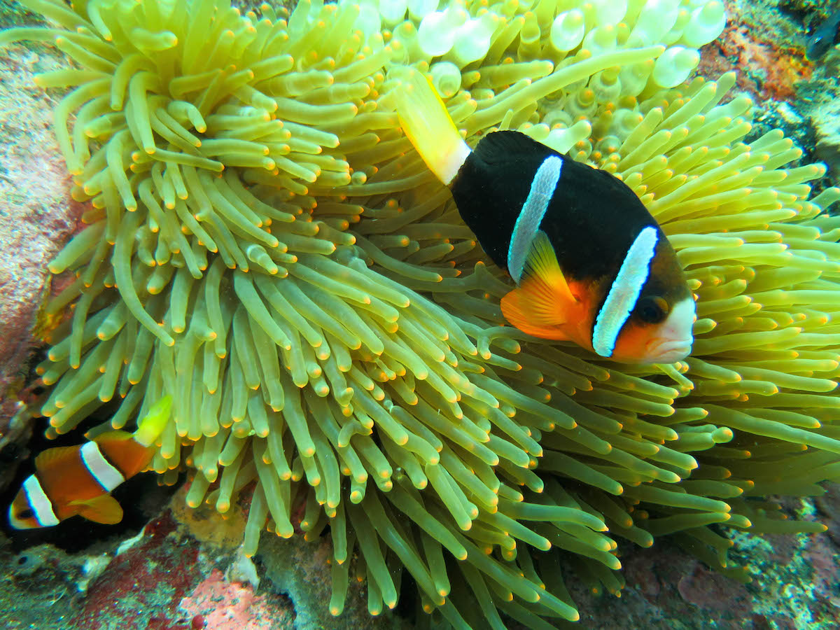 珊瑚和热带鱼